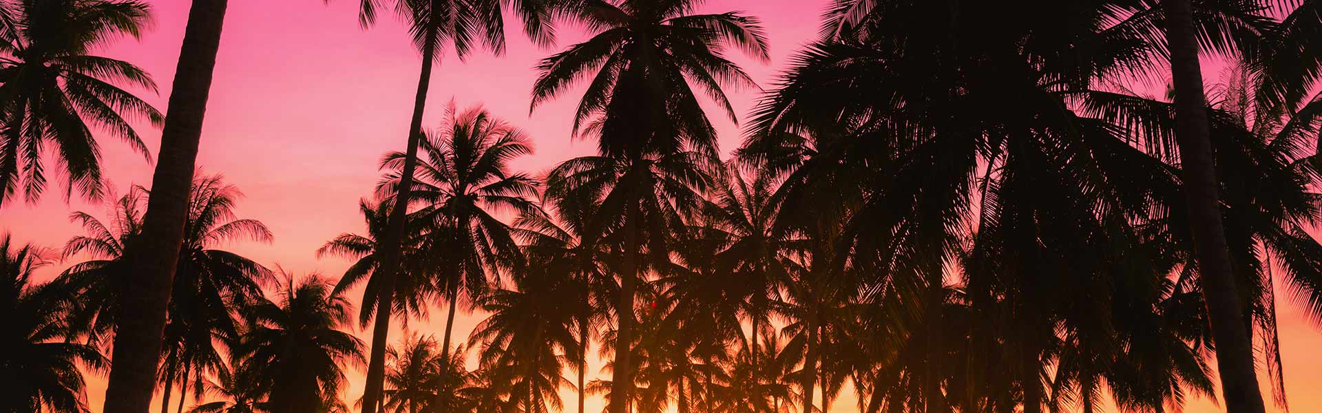 Contact Coco Organics Your Global Partner In Organic Coconut